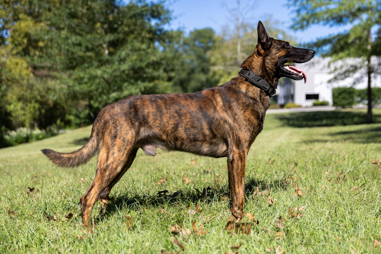 Sarge working photograph 2