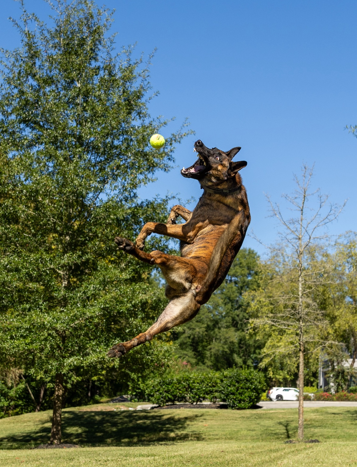 Sarge working photograph 3