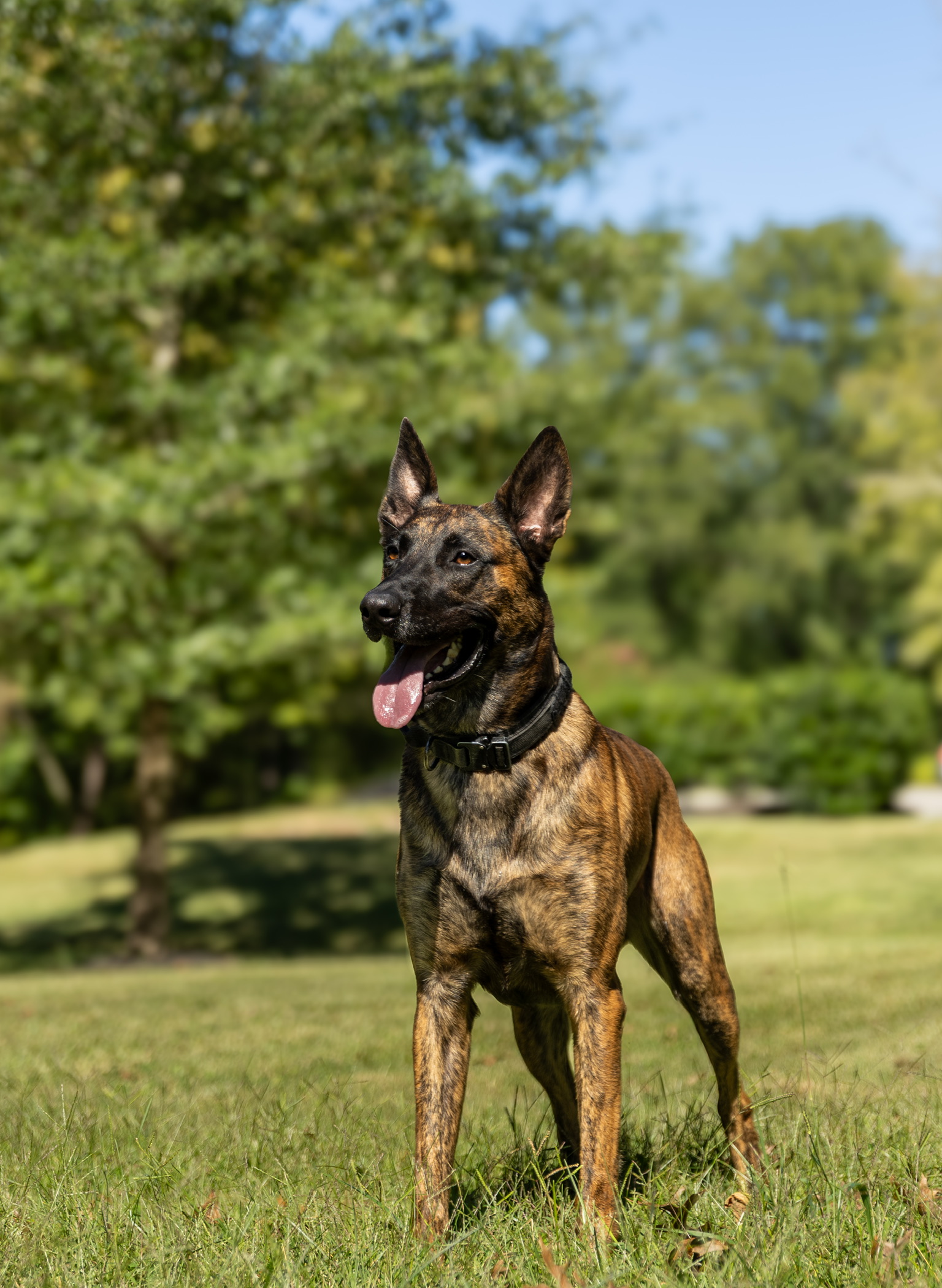 Sarge working photograph 4