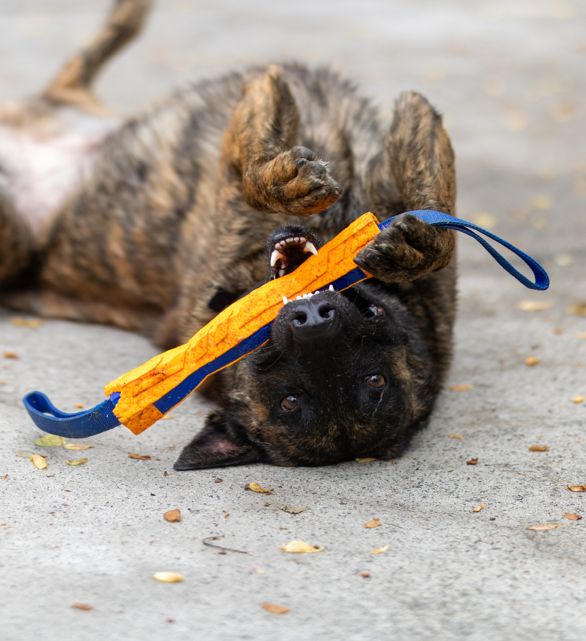 Sarge working photograph 6