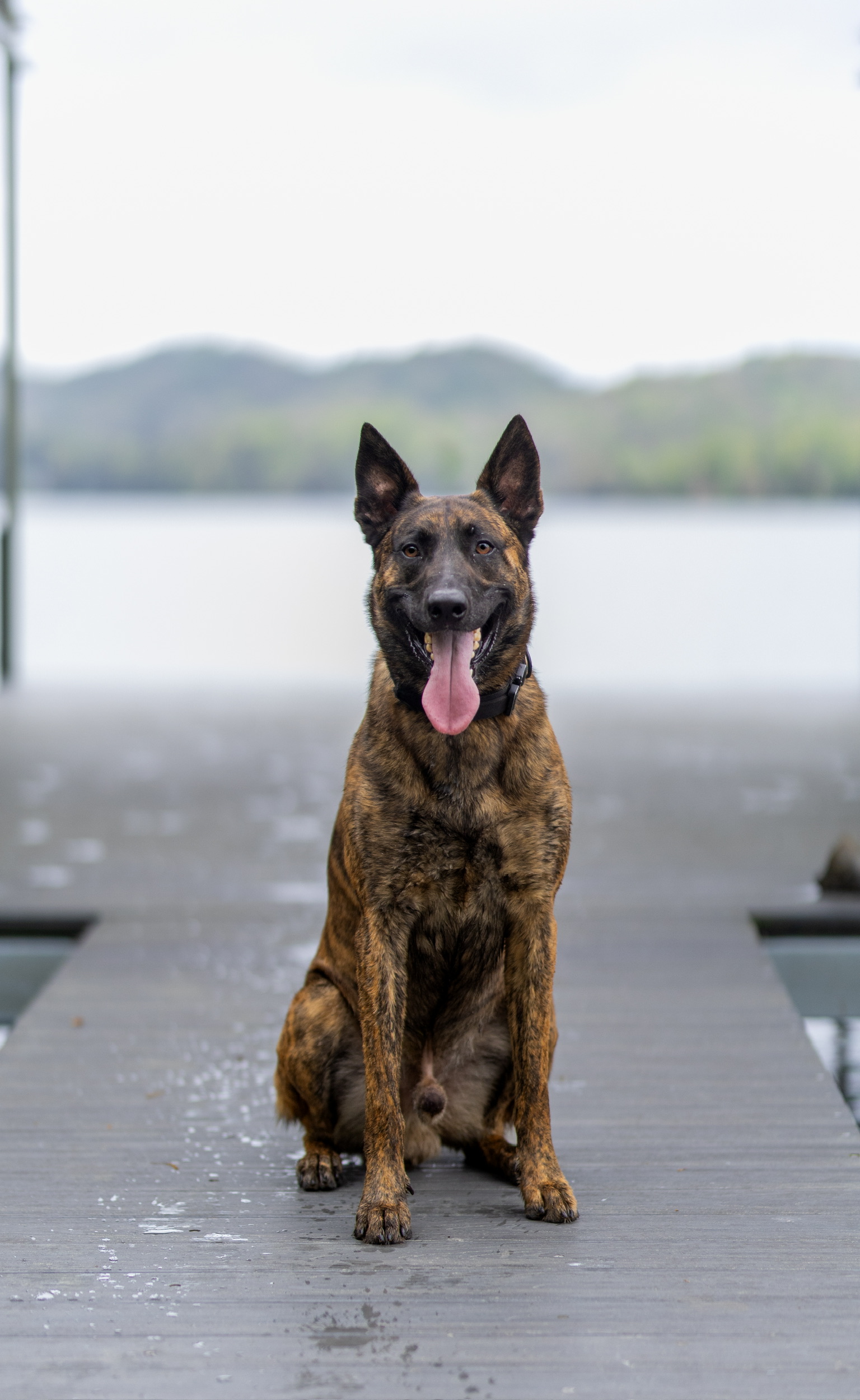 Sarge working photograph 7