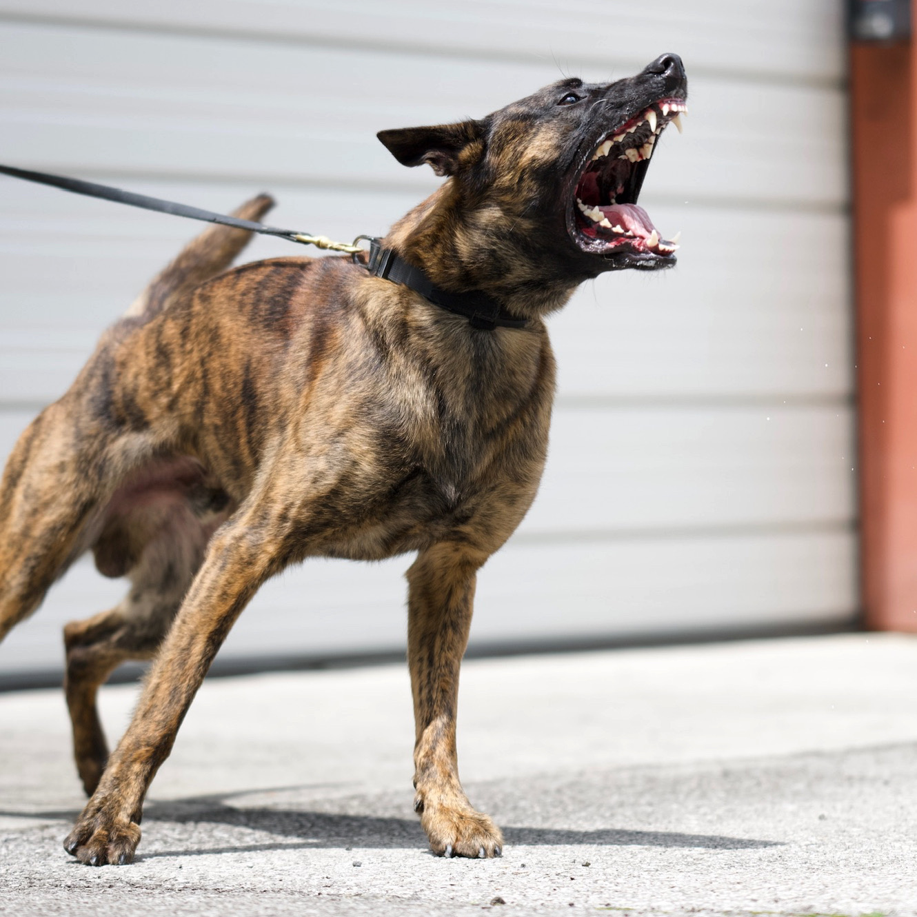 Sarge working photograph 8