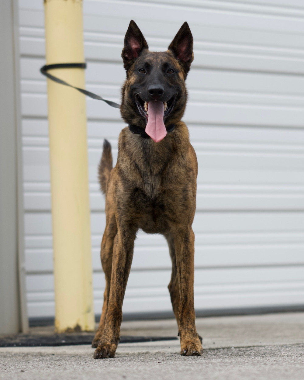 Sarge z Camelot, Dutch Shepherd sire in the Oak Creek K9 breeding program