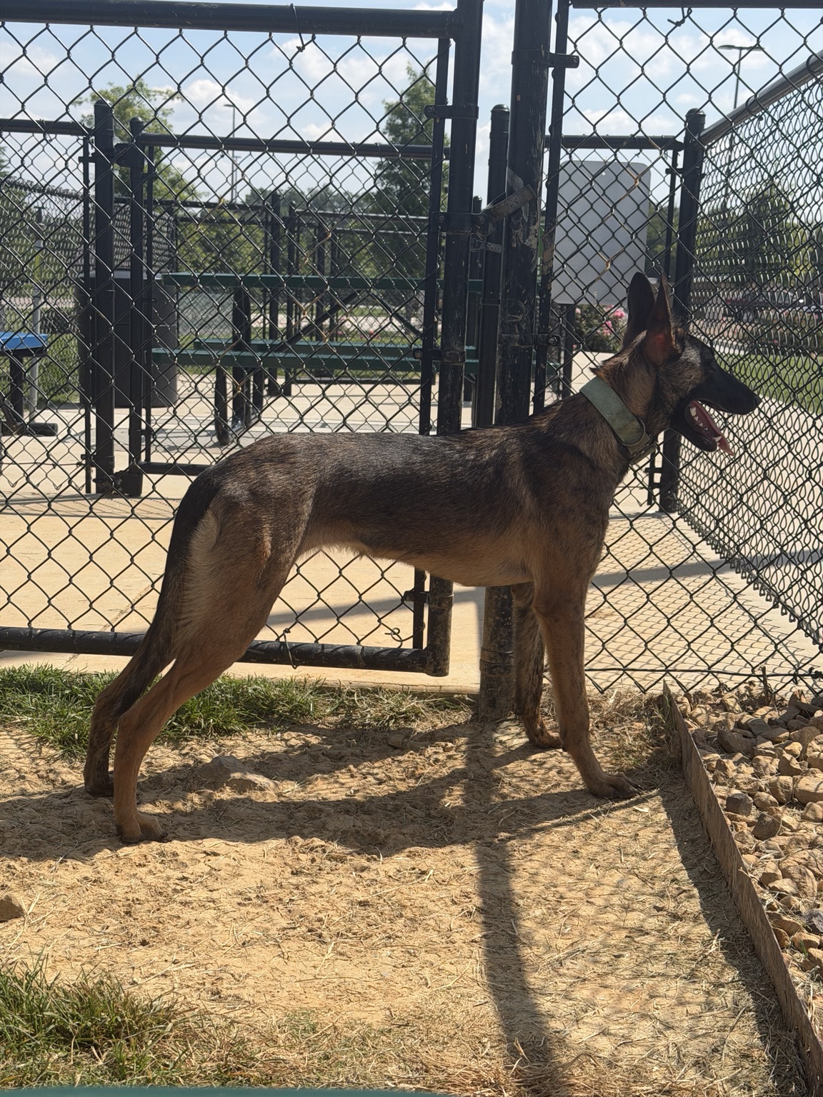 Vuurhart’s Skyra standing beside a chain-link fence